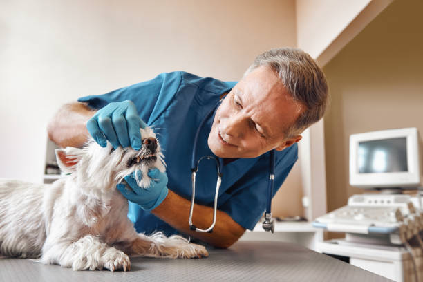 Best Emergency Treatment for Dental Infections or Abscesses in Landisville, PA